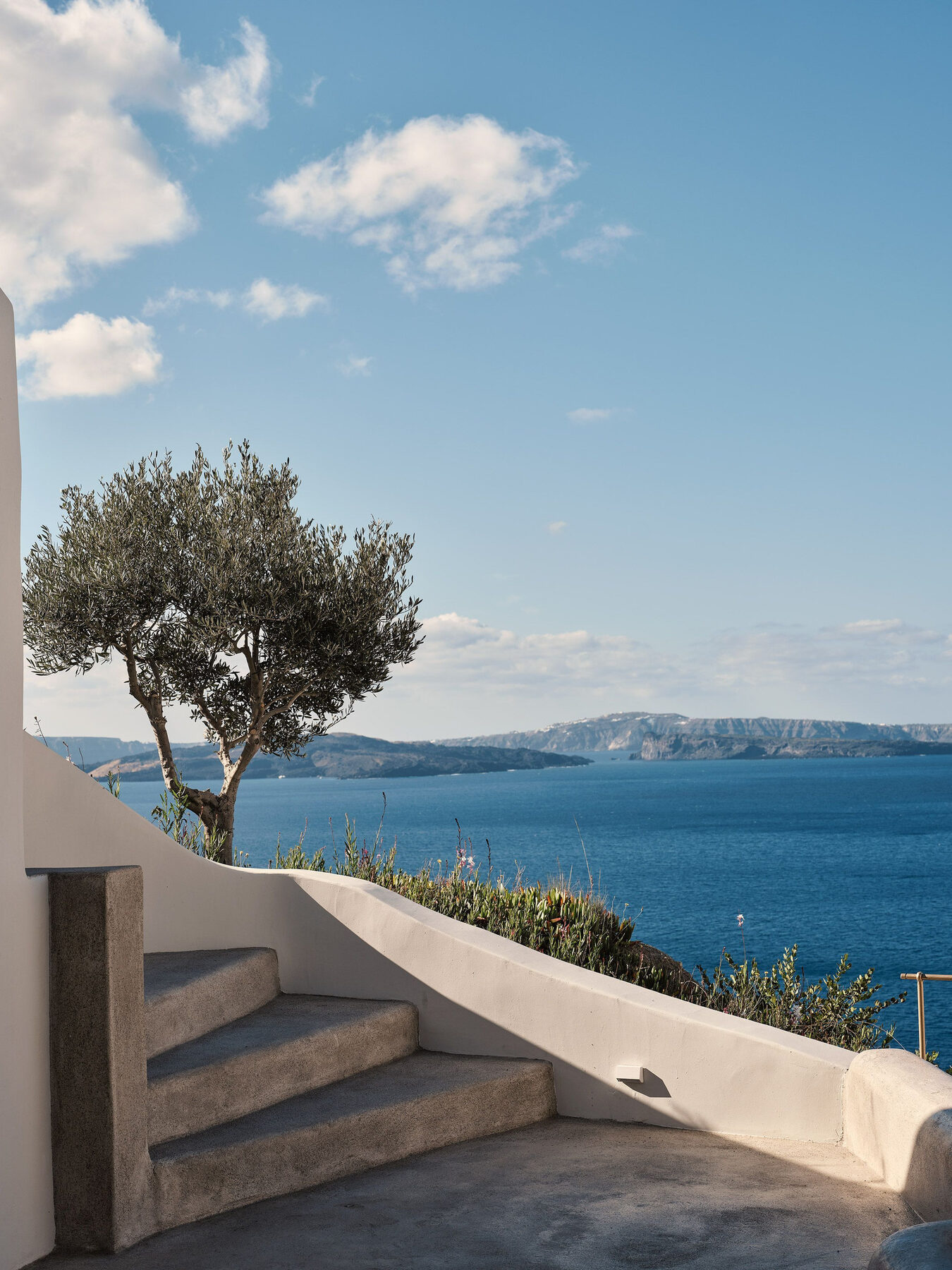 An olive tree above the caldera in Santorini